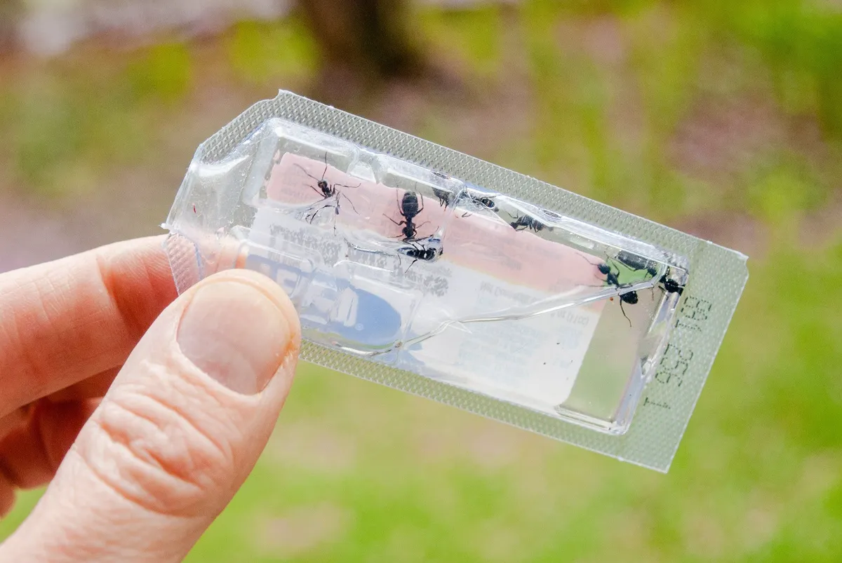 Liquid ant bait station placed along a baseboard