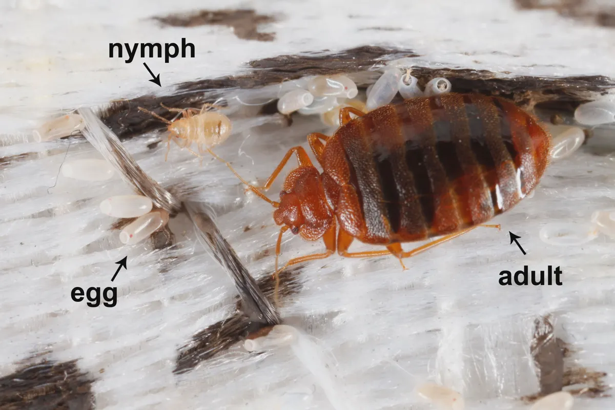 Bed bug fecal spotting on bedding - a primary sign of infestation
