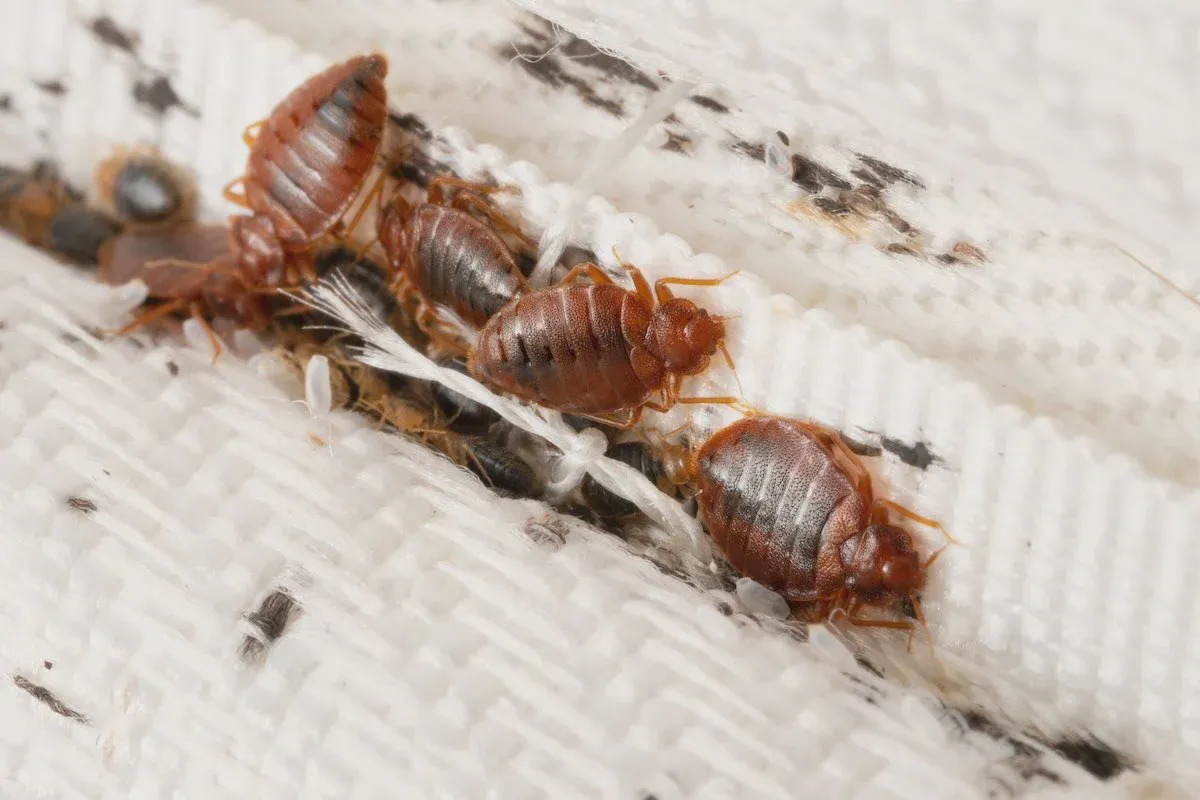 Bed bugs hiding along a mattress seam