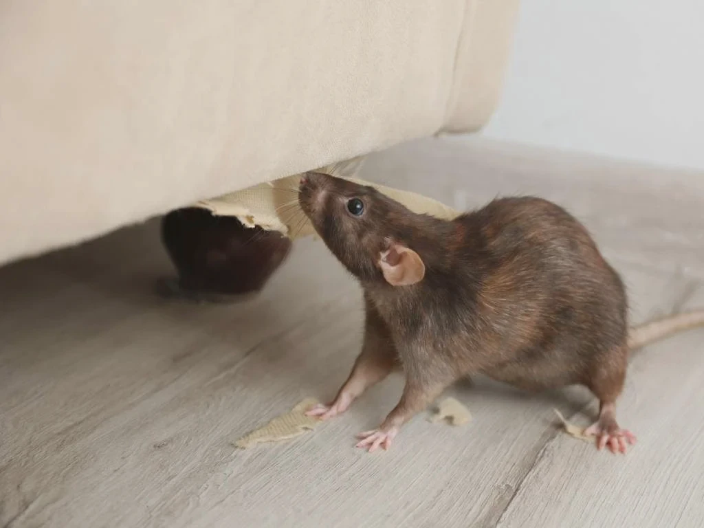 Rat near a hole in a wall, illustrating how rodents enter homes