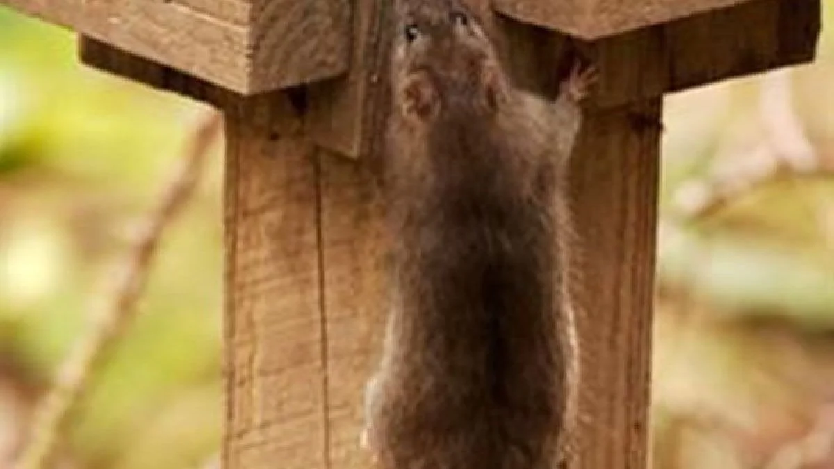 Can Rats Climb Beds? 10 Evidence-Based Ways to Keep Them Away