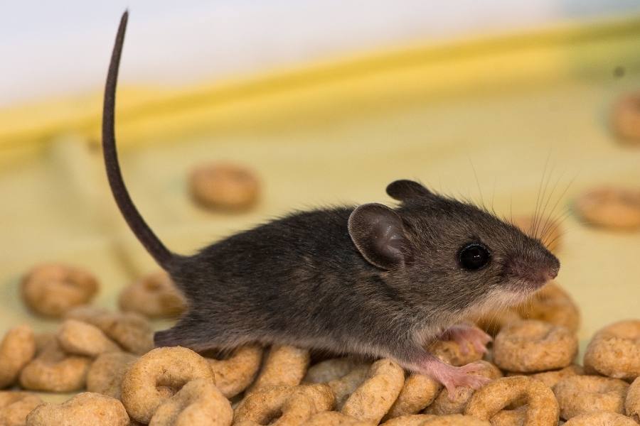 Can Rats Climb Beds - Rats are attracted to food