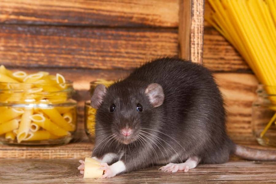 Can Rats Climb Beds - Rats presence can leave some common signs