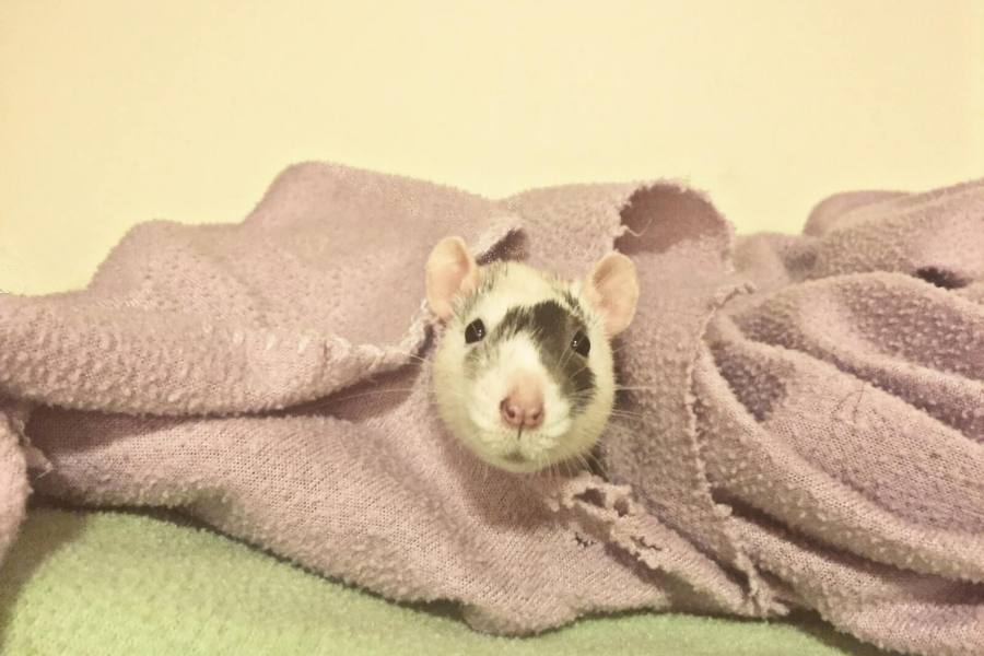 Can Rats Climb Beds - Reasons to keep rats out of your bed